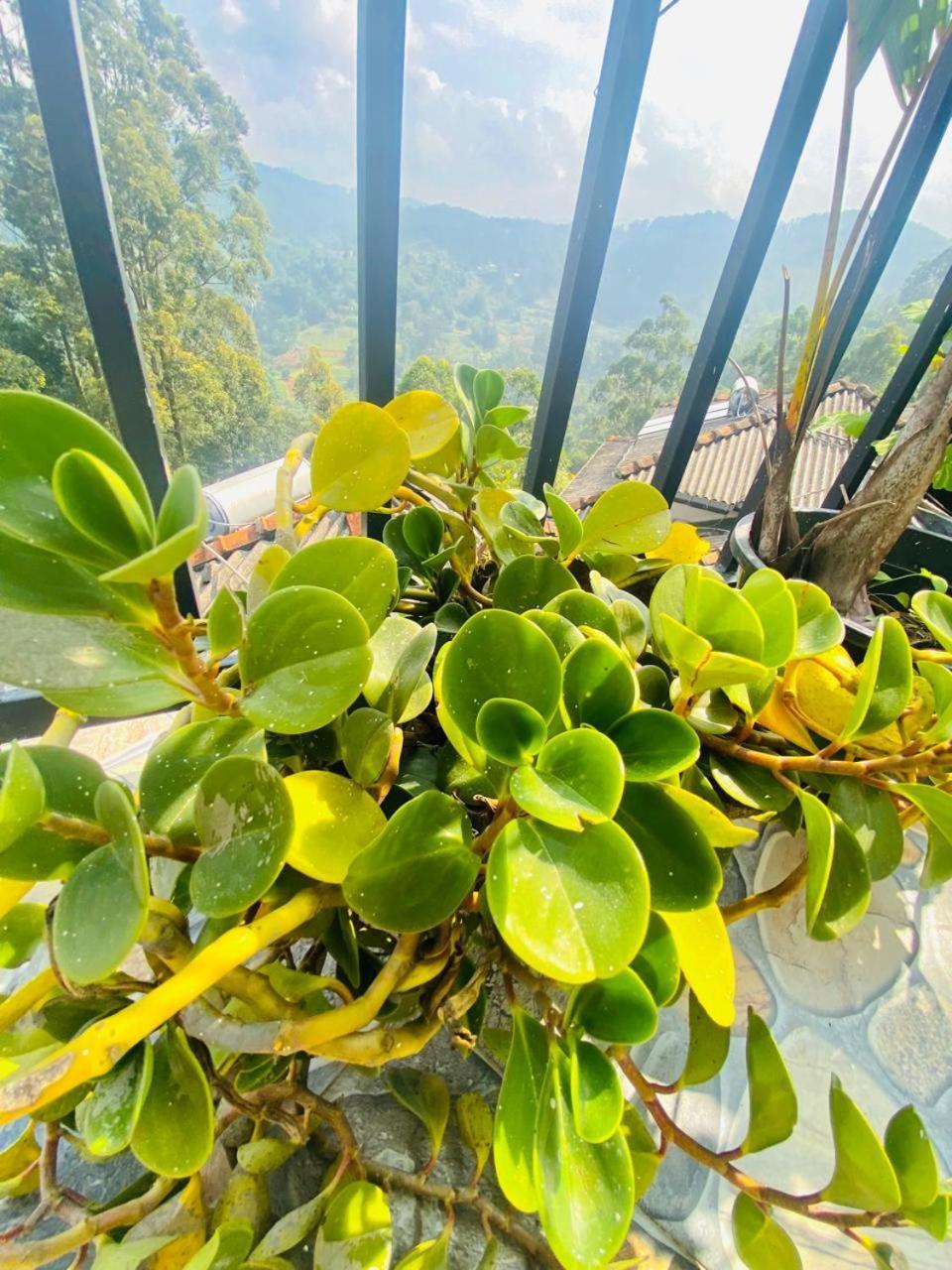 Pleasant Peak Bed & Breakfast Ella Luaran gambar
